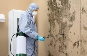 Best Black Mold Removal  in Frazier Park, CA